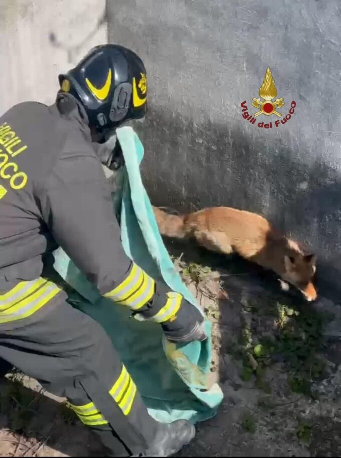 marino vigili del fuoco salvano volpe