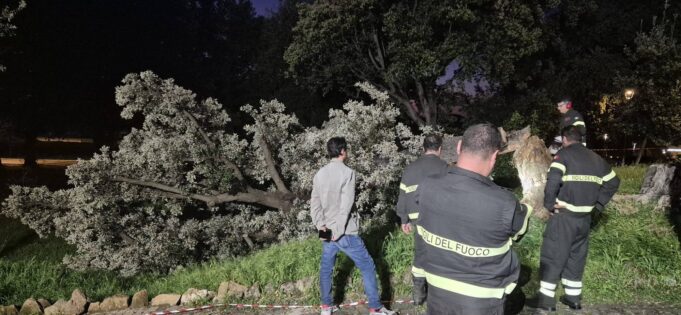 frascati albero pericolante