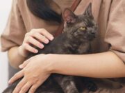 Asma nei bambini, uno studio assolve i gatti: “Nessun rischio da convivenza con i mici”