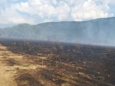 Il Parco dei Castelli Romani condivide le regole per la prevenzione durante il periodo di massima pericolosità per gli incendi boschivi Parco dei castelli regole incendi