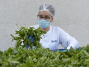 Barilla, fino a 650.000 analisi l’anno e 250 risorse dedicate per la sicurezza nel piatto