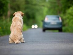 Ogni anno 130mila animali abbandonati, al via campagna Miav-Mutua Italiana Assistenza Veterinaria
