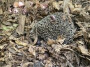 Rocca di Papa-Rocca Priora, liberati ai Pratoni del Vivaro due splendidi esemplari di riccio dai guardiaparco dopo essere stati curati in un centro specializzato