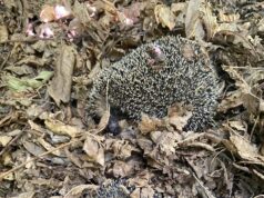 Rocca di Papa-Rocca Priora, liberati ai Pratoni del Vivaro due splendidi esemplari di riccio dai guardiaparco dopo essere stati curati in un centro specializzato
